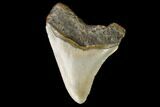 Fossil Megalodon Tooth - North Carolina #129977-2